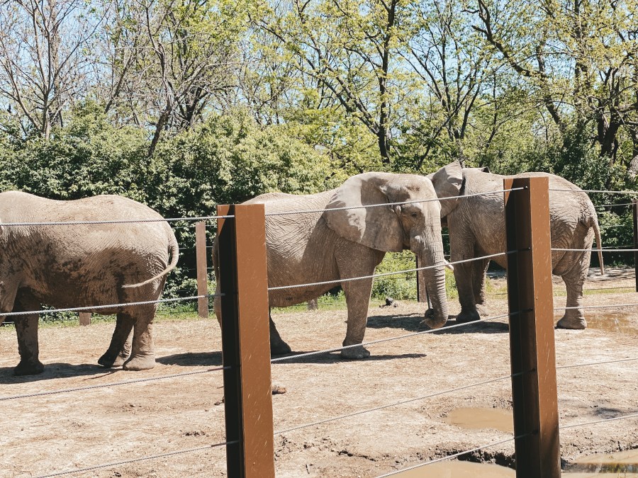 a picture of elephants in their enclosure at the Kansas City Zoo